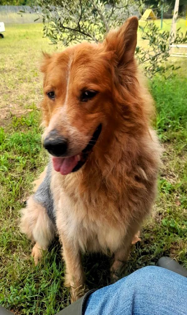 LANA BELLISSIMA PASTORE TEDESCO Foto 6